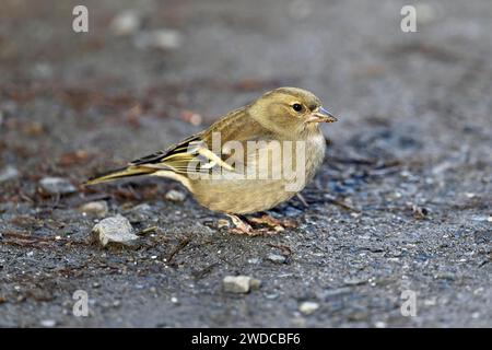 Kaffinchen (Fringilla coelebs), weiblich sitzend auf dem Boden, Schweiz Stockfoto