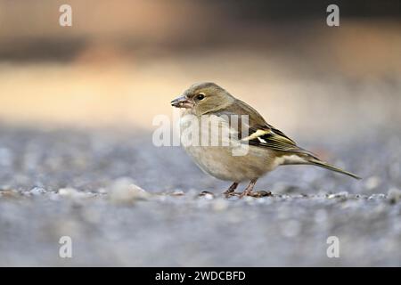Kaffinchen (Fringilla coelebs), weiblich sitzend auf dem Boden, Schweiz Stockfoto