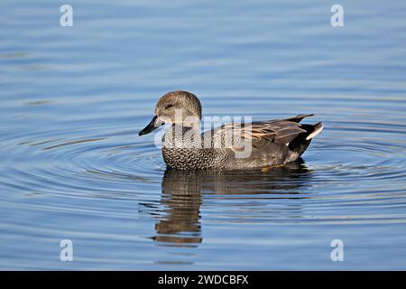 Erwachsene Gadwall (Mareca strepera), Männer schwimmen am Zugersee, Schweiz Stockfoto