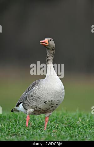 Graugans (Anser anser), stehend auf einer Wiese, Schweiz Stockfoto