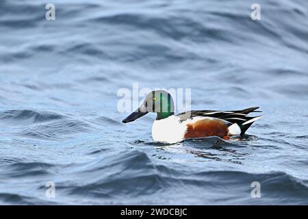 Nordschaufel (Spatula clypeata) (Syn.: Anas clypeata), männlich schwimmend auf dem Zugersee, Schweiz Stockfoto