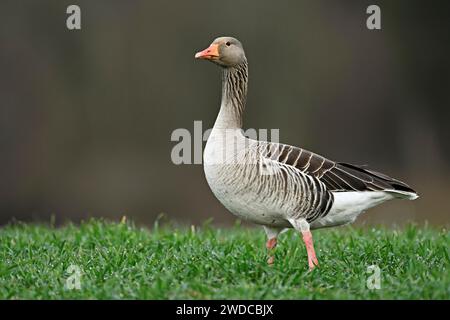 Graugans (Anser anser), stehend auf einer Wiese, Schweiz Stockfoto