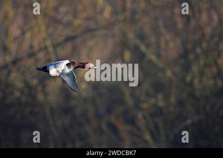 Gewöhnlicher Pochard (Aythya ferina), männlich im Flug Stockfoto