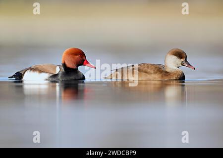 Rotkäppchen (Netta rufina), Paarschwimmen, Zugersee, Schweiz Stockfoto