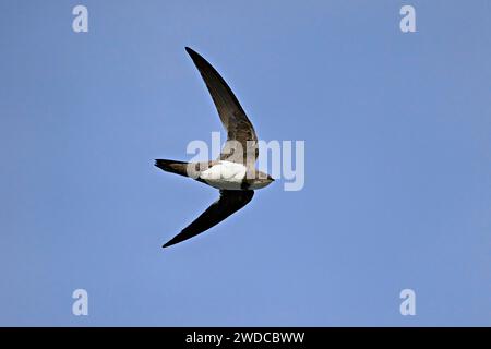 Alpinsefänger (Apus melba), Erwachsener, im Flug, Schweiz Stockfoto