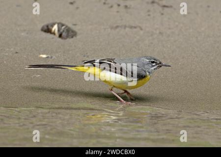 Graubachtel (Motacilla cinerea), Futtersuche, Schweiz Stockfoto