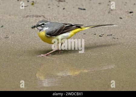 Graubachtel (Motacilla cinerea), mit Insekten im Schnabel, Schweiz Stockfoto