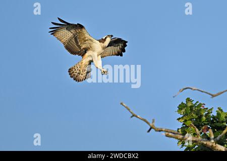 Westlicher Fischadler (Pandion haliaetus), nähert sich einer Abzweigung, Flachsee, Kanton Aargau, Schweiz Stockfoto