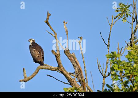 Westlicher Fischadler (Pandion haliaetus), auf einem Zweig, Flachsee, Kanton Aargau, Schweiz Stockfoto