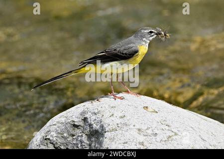 Graubachtel (Motacilla cinerea), mit Insekten im Schnabel, Schweiz Stockfoto