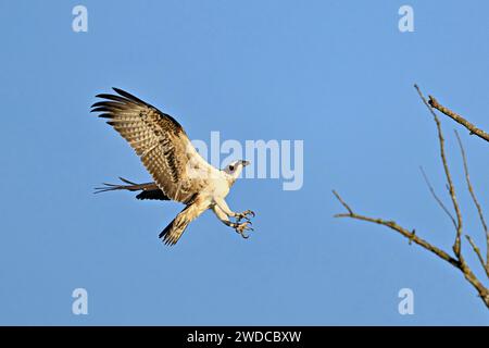 Westlicher Fischadler (Pandion haliaetus), nähert sich einer Abzweigung, Flachsee, Kanton Aargau, Schweiz Stockfoto