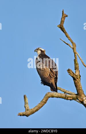 Westlicher Fischadler (Pandion haliaetus), auf einem Zweig, Flachsee, Kanton Aargau, Schweiz Stockfoto