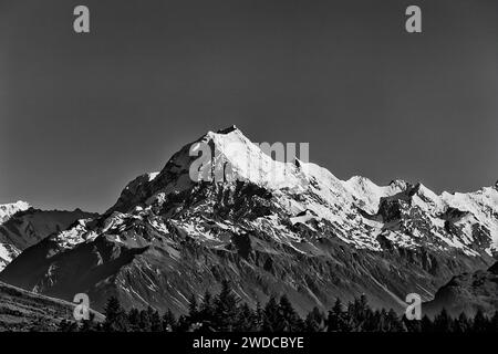 Kontrast zum schwarz-weißen, schneebedeckten Mount Cook Peak in Neuseeland über Kiefernwäldern. Stockfoto