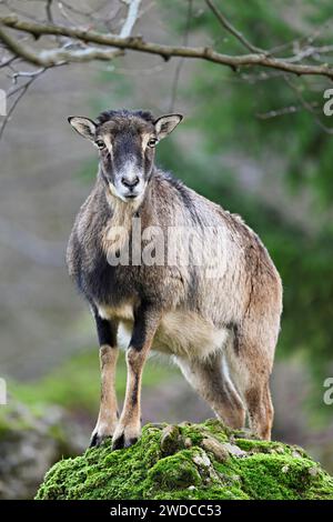 Europäischer Mufflon (Ovis aries musimon), weiblich stehend auf Rock, Gefangenschaft, Schweiz Stockfoto