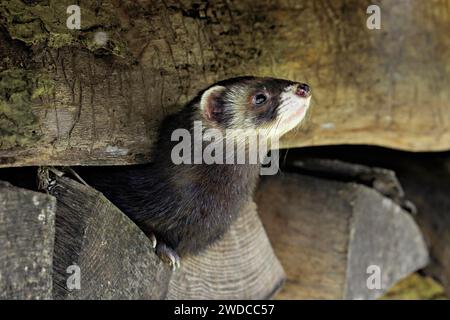 Europäisches Polecat (Mustela putorius) oder Waldpolecat Stockfoto