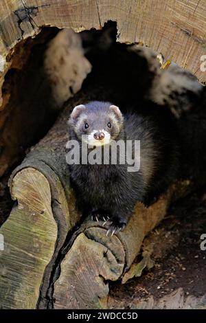 Europäisches Polecat (Mustela putorius) oder Waldpolecat Stockfoto