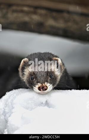 Europäischer Polecat (Mustela putorius) oder Waldpolecat, Captive, Schweiz Stockfoto
