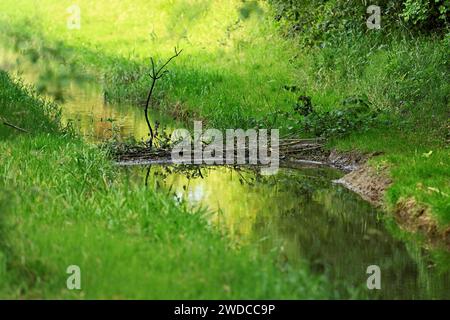 Vom eurasischen Biber, Europäischer Biber (Castor fiber), Staubach, Freiamt, Kanton nAargau, Schweiz Stockfoto