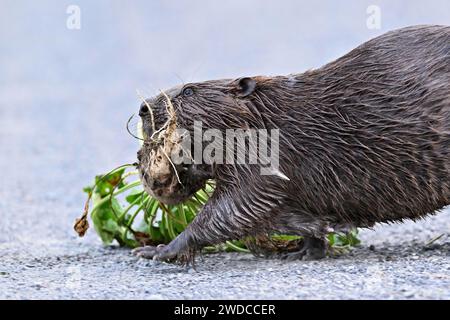 Europäische Biber (Castor Fiber), auf einem Feldweg mit einer Rüben in der Mündung, Freiamt, Kanton Aargau, Schweiz Stockfoto