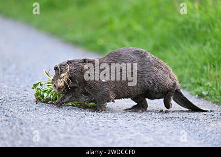 Europäische Biber (Castor Fiber), auf einem Feldweg mit einer Rüben in der Mündung, Freiamt, Kanton Aargau, Schweiz Stockfoto