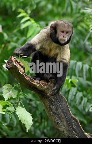 Goldbauchin (Cebus xanthosternos), Affe, Gefangener, Schweiz Stockfoto