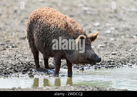 Wollschwein oder Mangalica-Schwein, Ungarn Stockfoto