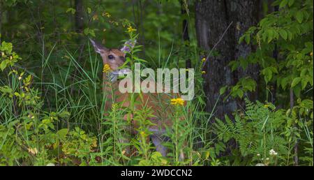 Weißschwanzhirsch steht hinter irgendeiner Goldrute im Norden von Wisconsin. Stockfoto