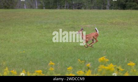 Weißschwanzkitz läuft auf einer Spätsommerwiese im Norden von Wisconsin. Stockfoto