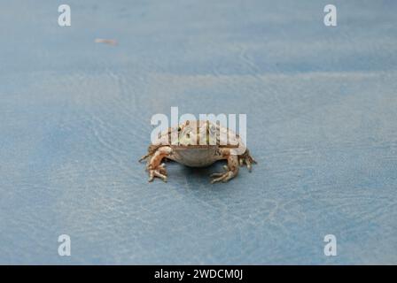 Frosch sitzt auf einer blauen Wannen-Abdeckung in Surrey, British Columbia, Kanada Stockfoto