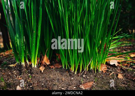 Grüne frische Bio-Pläne, Gräser, gekeimte Weizen Makronaturanbau im Boden, Boden. Pflanzen im Garten anbauen. Sprossenzucht. Weizen. Stockfoto