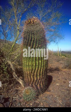 Barrel Cactus, Ferocactus wislizeni, Saguaro National Park, Tucson Randbezirke, Arizona, USA Stockfoto
