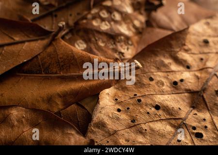 Schließen Sie braune herbstliche trockene Blätter. Braunes, trockenes Blatt Stockfoto