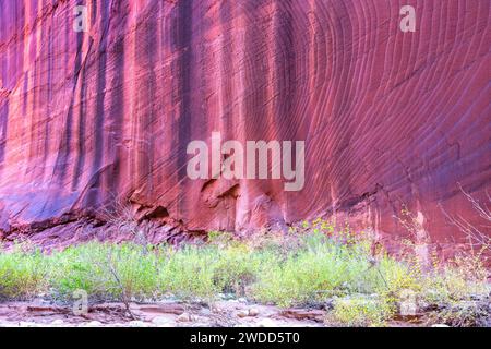 Vertikaler Erodierter Hintergrund Der Red Rock Wall, Berühmter Buscksin Gulch Slot Canyon. Landschaftlich reizvolle Wüstenlandschaft Green Grass, Kane County Utah Südwesten der USA Stockfoto