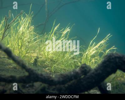 Bur-Schilf-Wasserpflanzen im See Stockfoto