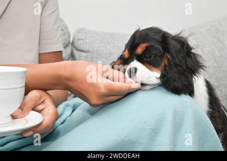 Die Frau sitzt auf der Couch mit ihrem Kavalier Charles King Spaniel Welpen und trinkt Tee im Wohnzimmer des Hauses Stockfoto