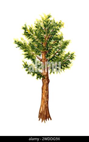 Aquarellillustration eines üppig grünen Zedernbaums. Waldnadelbaumelement isoliert auf weißem Hintergrund. Hintergrundelement für die Stockfoto