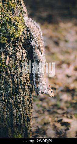 Graues Eichhörnchen Sciurus carolinensis klettert einen Baum im Wald hinunter Stockfoto