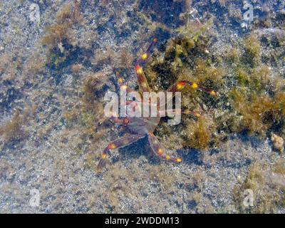 Eine bunte Krabbe wurde während der Flut in einer kleinen Pfütze gelassen. Kanarische Inseln, Fuerteventura. Stockfoto
