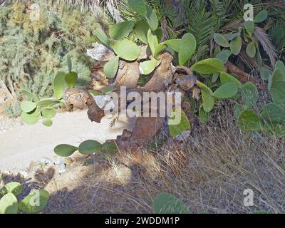 Indische Feige, Kaktusbirne (Opuntia Ficus-indica, Opuntia Ficus-barbarica), Kanarische Inseln. Stockfoto