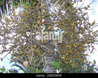 Palmenfrucht auf dem Baum. Kanarische Inseln, Fuerteventura. Stockfoto