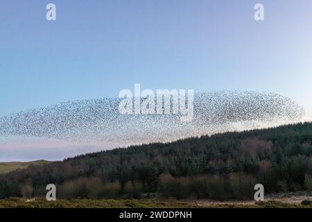 Eine riesige Schar von Starlingen, die in einem Wald in Llandegley Rhos in der Nähe von Llandrindod Wells, Powys, Wales, Großbritannien, zu ihrem abendlichen Schlafplatz fliegen Stockfoto