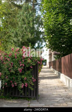 Blühende rosa Rosensträucher vor einem Eisenzaun und grüner Hecke, Sommerblumen Stockfoto
