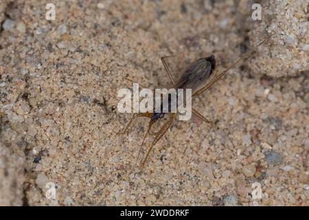 Rotbraune Sichelwanze, Sichelwanze, Nabis rugosus, Jungfrauenwanze, Jungfrauenwanze, Gemeiner Damselkäfer, Sichelwanzen, Nabidae Stockfoto