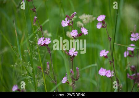 Rote Lichtnelke, Rotes Leimkraut, Rote Nachtnelke, Rote Waldnelke, Taglichtnelke, Licht-Nelke, Silene dioica, Melandrium rubrum, Red Campion, Red catc Stockfoto