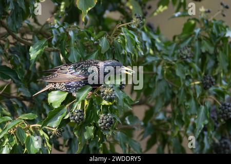 Star, frisst Früchte, Beeren von Efeu, Efeubeeren, Sturnus vulgaris, europäischer Starling, Starling, Obst, Beere, Beeren, Hedera Helix, Ivy, Common Ivy Stockfoto