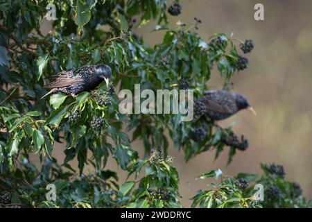 Star, frisst Früchte, Beeren von Efeu, Efeubeeren, Sturnus vulgaris, europäischer Starling, Starling, Obst, Beere, Beeren, Hedera Helix, Ivy, Common Ivy Stockfoto