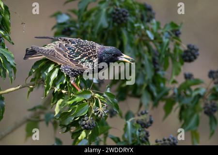 Star, frisst Früchte, Beeren von Efeu, Efeubeeren, Sturnus vulgaris, europäischer Starling, Starling, Obst, Beere, Beeren, Hedera Helix, Ivy, Common Ivy Stockfoto