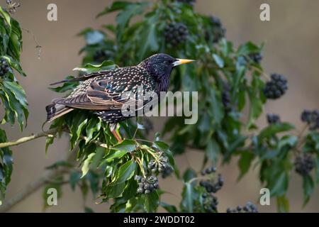 Star, frisst Früchte, Beeren von Efeu, Efeubeeren, Sturnus vulgaris, europäischer Starling, Starling, Obst, Beere, Beeren, Hedera Helix, Ivy, Common Ivy Stockfoto