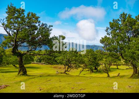 Fanal Wald alter mystischer Baum auf Madeira Insel. Verdrehte Bäume im Nebel im Fanal Forest. Riesige, moosbedeckte Bäume schaffen eine dramatische, verängstigte Landschaft Stockfoto