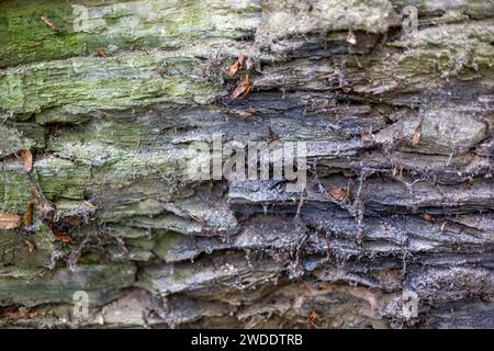 Eine Mauer aus altertümlichen, witterungsbefleckten Schiefersteinen in Grün und Grau mit verfaulten Spinnennetzen und verdorbenem Laub Stockfoto